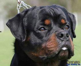 沃神最新爆料罗威,沃神曝转会细节引热议  第2张