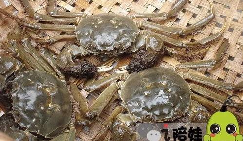 会飞的螃蟹爆料视频大全,揭秘神秘生物的空中舞步  第2张